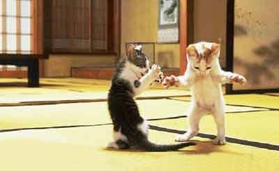 ki c ki pari sur le chat noir